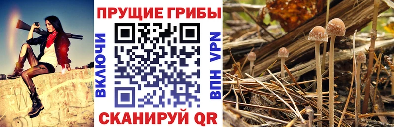 купить наркотик Медногорск Псилоцибиновые грибы мицелий